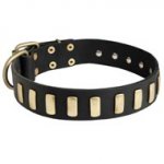 Fancy Leather Newfoundland Collar with Brass Plates
