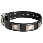 Leather Newfoundland Collar Massive Nickel Plates