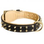 Royal Leather Newfoundland Collar Spiked Padded with Nappa Leather