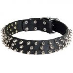 Leather Newfoundland Collar with 3 Rows of Nickel Spikes