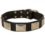 Leather Newfoundland Collar with Large Nickel Plates