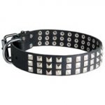 Leather Newfoundland Collar with 3 Rows of Nickel Pyramids
