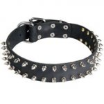 Leather Newfoundland Collar with 2 Rows of Nickel Spikes