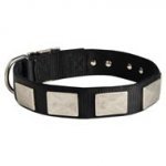 Nylon Newfoundland Collar Massive Nickel Plates