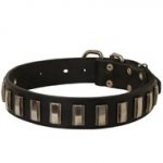 Newfoundland Leather Collar with Shiny Plates