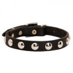 Beautiful Leather Newfoundland Collar Decorated with Half-Ball Studs