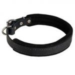 Padded Leather Newfoundland Collar 25 mm for Dog Training