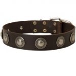 Leather Newfoundland Collar Decorated with Silver Conchos