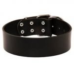 Extra Wide Leather Newfoundland Collar for Professional Training