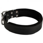 Newfoundland Durable Padded Leather Collar 40 mm