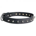 Newfoundland Leather Collar Spiked 30 mm