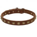 Handcrafted 1 Row Square Studded Leather Newfoundland Collar