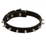 Newfoundland Leather Collar Spiked 3/4 Inch