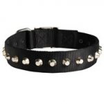 Exclusive Nylon Newfoundland Collar with Awesome Nickel Cones