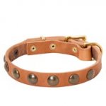 Leather Newfoundland Collar with Brass Half-Ball Studs