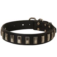 Newfoundland Leather Collar with Shiny Plates