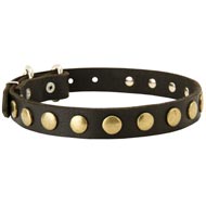 Leather Newfoundland Collar with Brass Circles for Fashionable Walking