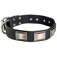 Leather Newfoundland Collar Massive Nickel Plates