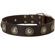 Leather Newfoundland Collar Decorated with Silver Conchos