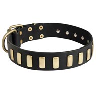 Fancy Leather Newfoundland Collar with Brass Plates
