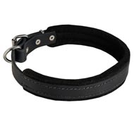 Padded Leather Newfoundland Collar 25 mm for Dog Training