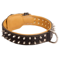 Spiked Newfoundland Collar Padded with Nappa Leather