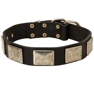 Leather Newfoundland Collar with Large Nickel Plates