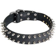 Leather Newfoundland Collar with 2 Rows of Nickel Spikes