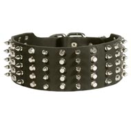 Newfoundland Leather Collar Spiked and Studded