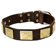 Dog collar with plate clearance