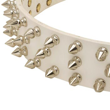 Spiked White Leather Collar for Newfoundland Walking
