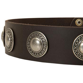 Leather Dog Collar with Conchos for   Newfoundland