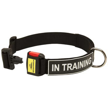 Nylon Dog Collar for Newfoundland Police Training
