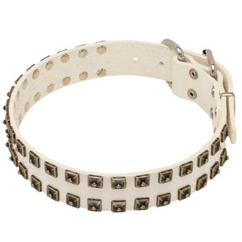 Studded White Leather Dog Collar for Newfoundland