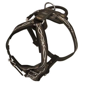 Agitation Training Leather Newfoundland Harness