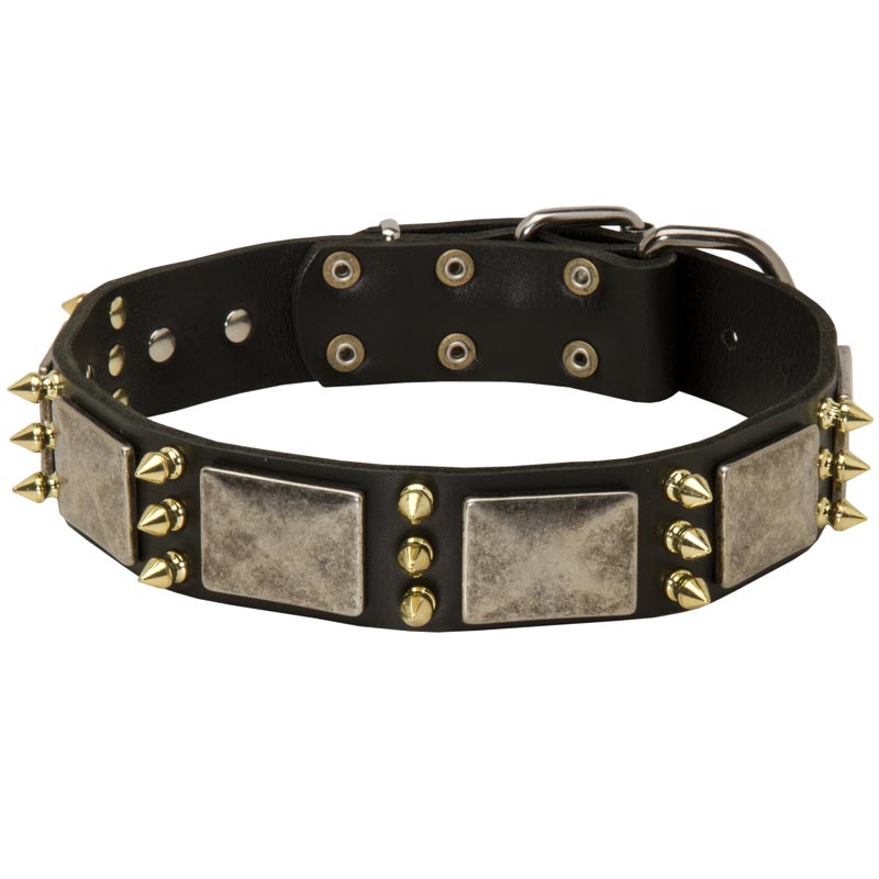 Newfoundland Spiked Leather Collar with Nickel Plates