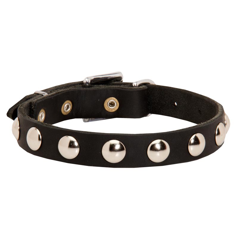 Beautiful Leather Newfoundland Collar Decorated with Half-Ball Studs