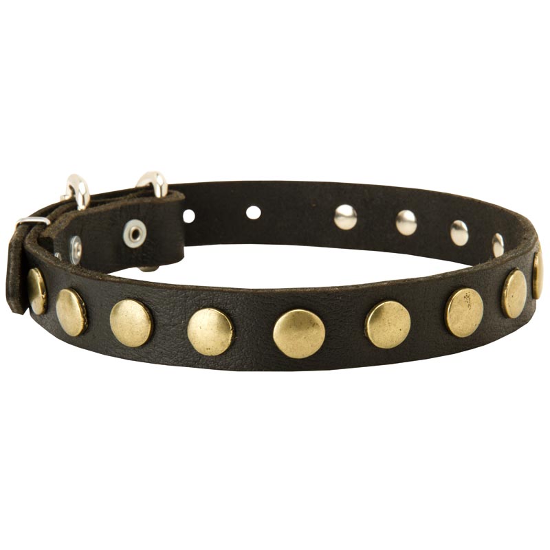 Leather Newfoundland Collar with Brass Circles for Fashionable Walking