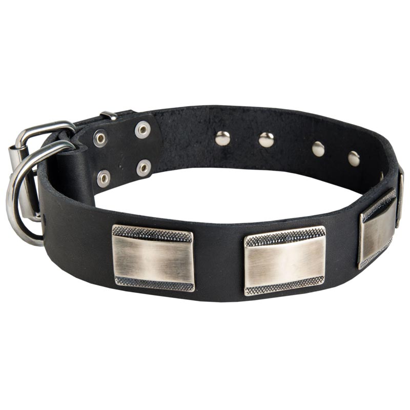 Leather Newfoundland Collar Massive Nickel Plates