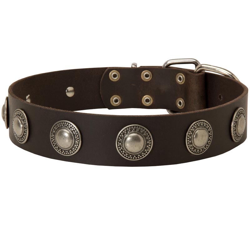 Leather Newfoundland Collar Decorated with Silver Conchos