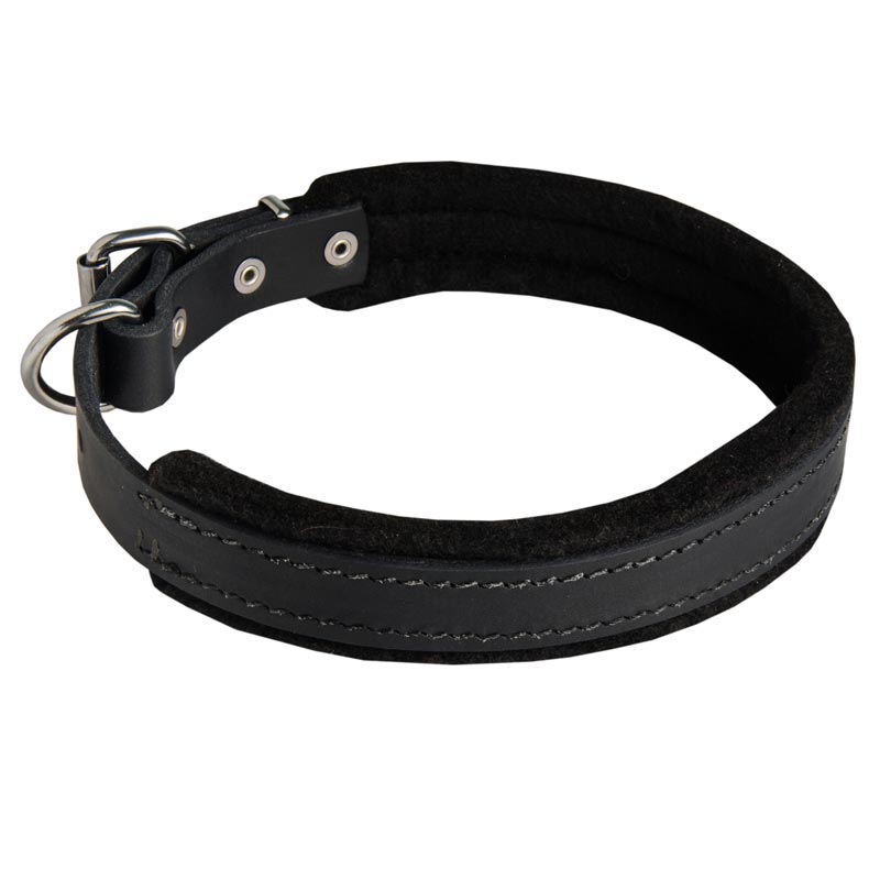Padded Leather Newfoundland Collar 25 mm for Dog Training