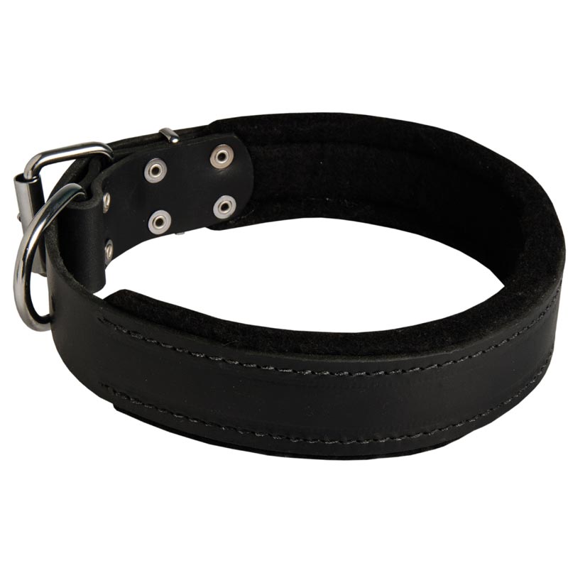 Newfoundland Durable Padded Leather Collar 40 mm