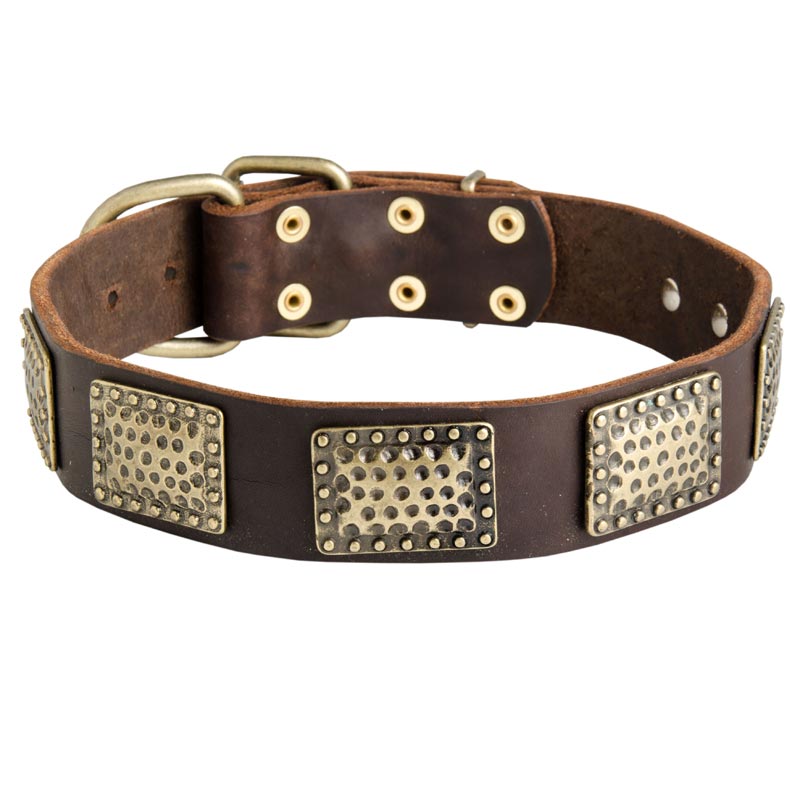 Leather Newfoundland Collar with Massive Brass Plates