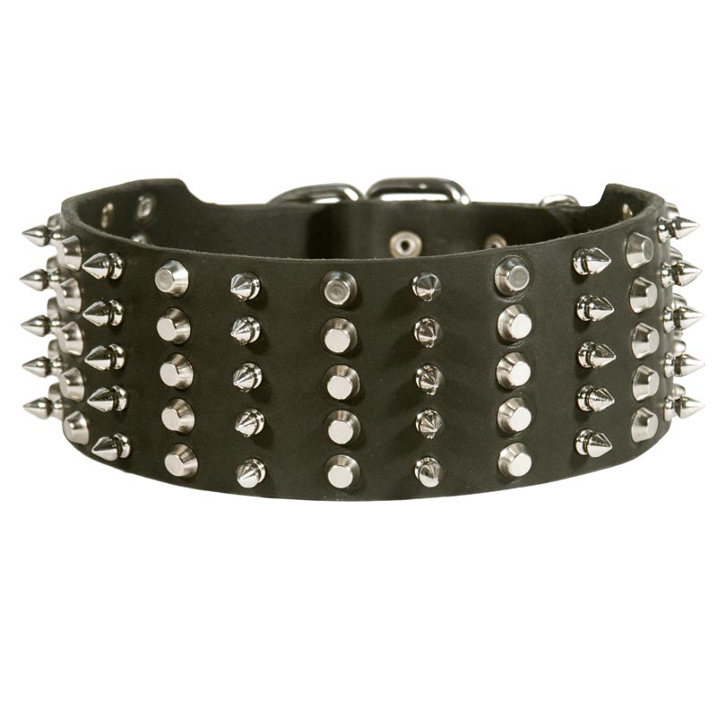 Newfoundland Leather Collar Spiked and Studded