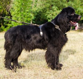 newfoundland no pull harness